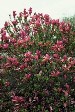 Magnolia 'Susan' busk 60-80 cm