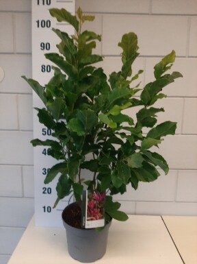 Magnolia 'Susan' busk 60-80 cm
