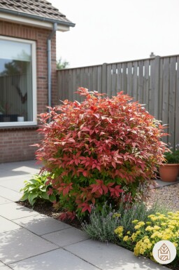 Nandina domestica 'Firepower' busk 30-35 cm