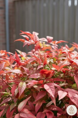 Nandina domestica 'Firepower' busk 30-35 cm
