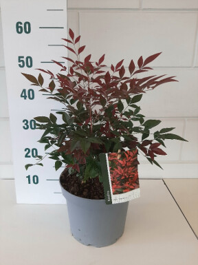 Nandina domestica 'Obsessed' busk 30-40 cm