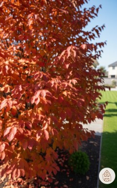 Parrotia persica busk 125-150 cm
