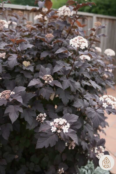 Physocarpus opulifolius 'Diabolo' busk 80-100 cm