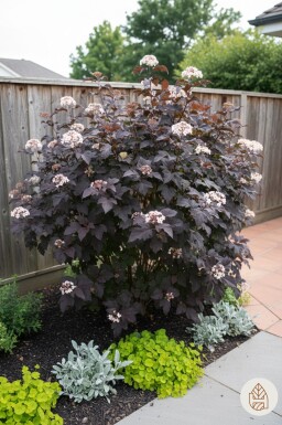 Physocarpus opulifolius 'Diabolo' busk 80-100 cm