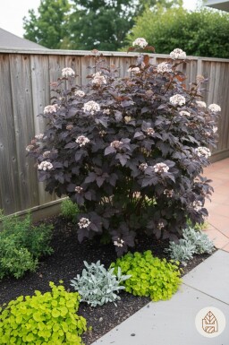 Physocarpus opulifolius 'Diabolo' busk 40-60 cm