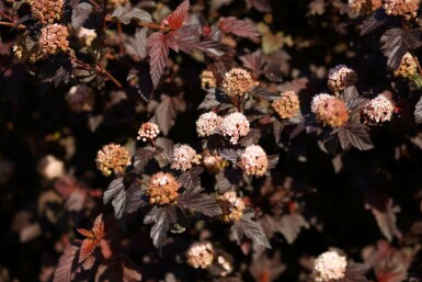 Physocarpus opulifolius 'Lady in Red' C2 30-40