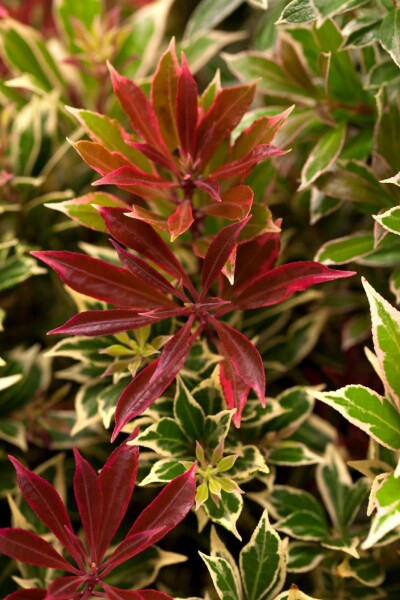 Pieris japonica 'Carnaval' C2 20-25