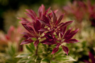 Pieris japonica 'Carnaval' C2 20-25