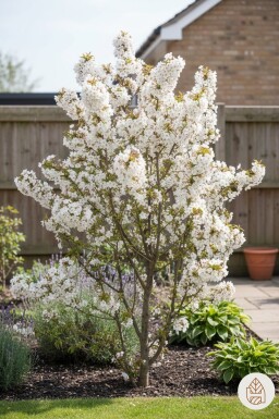 Prunus nipponica 'Brillant' busk 60-70 cm