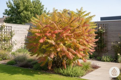 Rhus typhina 'Tiger Eyes' busk 60-80 cm
