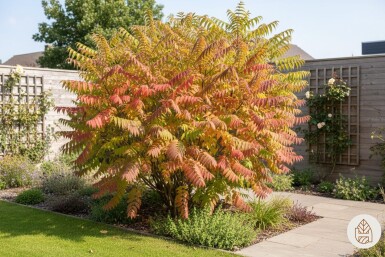 Rhus typhina 'Tiger Eyes' busk 30-40 cm