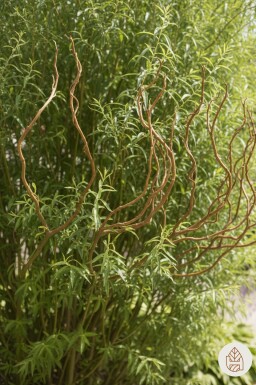 Salix babylonica 'Tortuosa' busk 40-60 cm