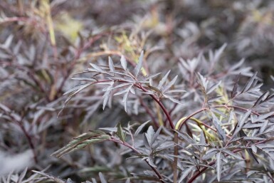 Rødbladet hyld Sambucus nigra 'Black Lace' busk 20-30 C2,5 Sambucus nigra 'Black Lace' busk 20-30 cm
