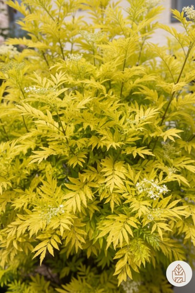 Sambucus nigra 'Golden Tower' busk 30-40 cm