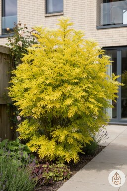 Sambucus nigra 'Golden Tower' busk 30-40 cm