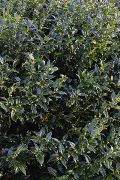 Sarcococca confusa C5 30-40