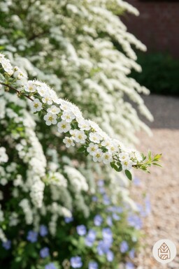 Spiraea cinerea 'Grefsheim' busk 100-125 cm