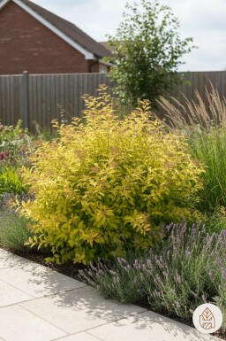 Spiraea japonica 'Golden Princess' busk 25-30 cm