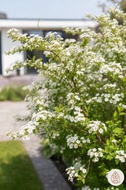 Spiraea thunbergii busk 20-25 cm