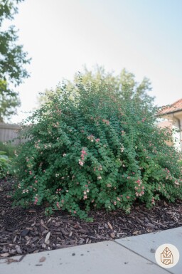 Symphoricarpos chenaultii 'Hancock' busk 15-20 cm