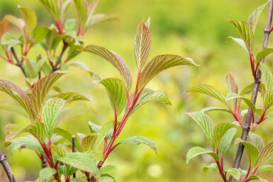 Viburnum bodnantense 'Charles Lamont' C3 30-40