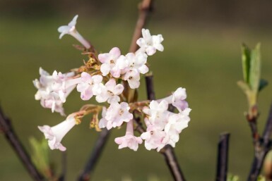 Viburnum bodnantense 'Charles Lamont' C3 30-40