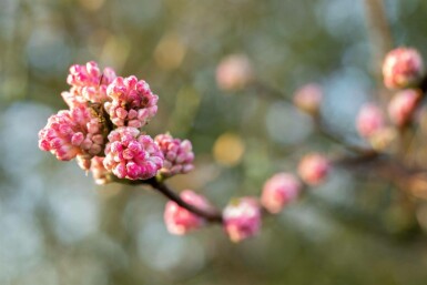 Viburnum bodnantense 'Charles Lamont' C3 30-40