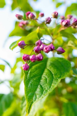 Almindelig skæbnetræ Clerodendrum trichotomum busk Clerodendrum trichotomum busk