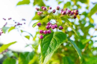 Almindelig skæbnetræ Clerodendrum trichotomum busk Clerodendrum trichotomum busk
