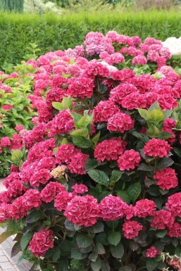 Almindelig hortensia Hydrangea macrophylla 'Merveille Sanguine' busk Hydrangea macrophylla 'Merveille Sanguine' busk