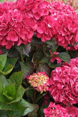 Almindelig hortensia Hydrangea macrophylla 'Merveille Sanguine' busk Hydrangea macrophylla 'Merveille Sanguine' busk