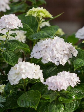 Almindelig hortensia Hydrangea macrophylla 'The Bride' busk Hydrangea macrophylla 'The Bride'