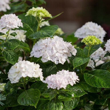 Almindelig hortensia Hydrangea macrophylla 'The Bride' busk Hydrangea macrophylla 'The Bride'