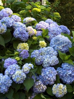 Almindelig hortensia Hydrangea macrophylla 'The Original Blue' busk Hydrangea macrophylla 'The Original Blue' busk