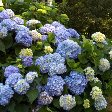 Almindelig hortensia Hydrangea macrophylla 'The Original Blue' busk Hydrangea macrophylla 'The Original Blue' busk