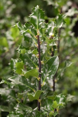Ilex × meserveae 'Blue Angel'