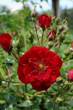 Rose Rosa 'Red Fairy' busk Rosa 'Red Fairy' busk