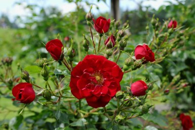 Rose Rosa 'Red Fairy' busk Rosa 'Red Fairy' busk