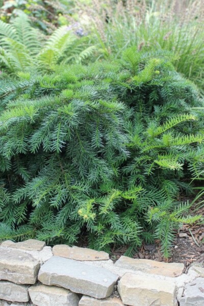 Taxus baccata 'Repandens' busk