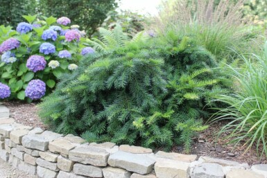 Almindelig taks Taxus baccata 'Repandens' busk Taxus baccata 'Repandens' busk