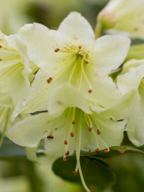 Rhododendron Rhododendron 'Shamrock' busk Rhododendron 'Shamrock' busk