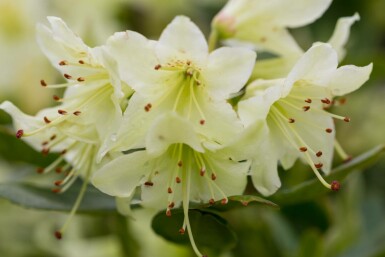 Rhododendron Rhododendron 'Shamrock' busk Rhododendron 'Shamrock' busk