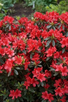 Azalea japonica 'Hot Shot' busk