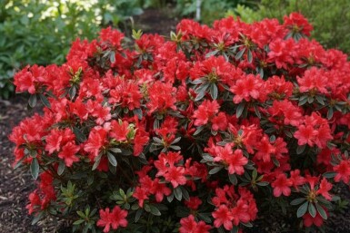 Japansk Azalea Azalea japonica 'Hot Shot' busk Azalea japonica 'Hot Shot' busk