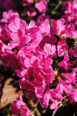 Japansk Azalea Azalea japonica 'Kermesina' busk Azalea japonica 'Kermesina' busk