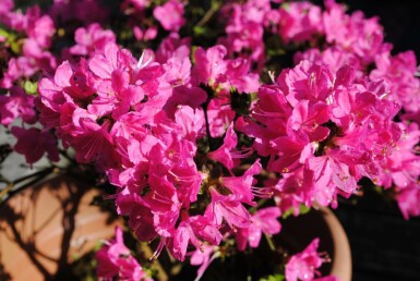 Japansk Azalea Azalea japonica 'Kermesina' busk Azalea japonica 'Kermesina' busk