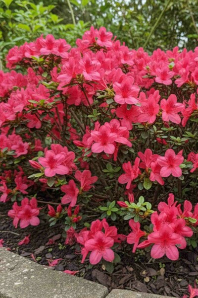 Azalea japonica 'Moederkensdag' busk