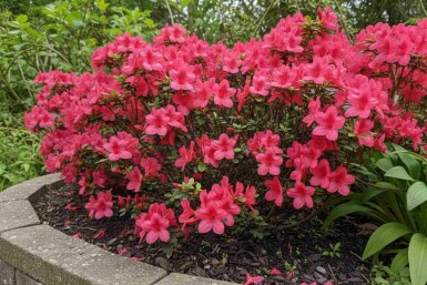 Japansk Azalea Azalea japonica 'Moederkensdag' busk Azalea japonica 'Moederkensdag' busk