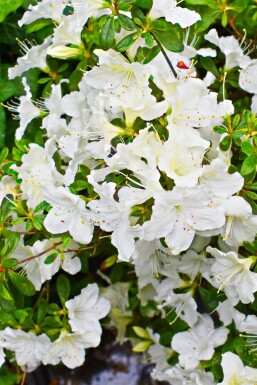 Japansk Azalea Azalea japonica 'Pleasant White' busk Azalea japonica 'Pleasant White'
