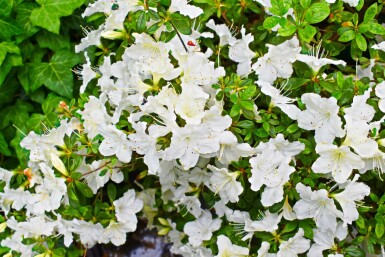 Japansk Azalea Azalea japonica 'Pleasant White' busk Azalea japonica 'Pleasant White'